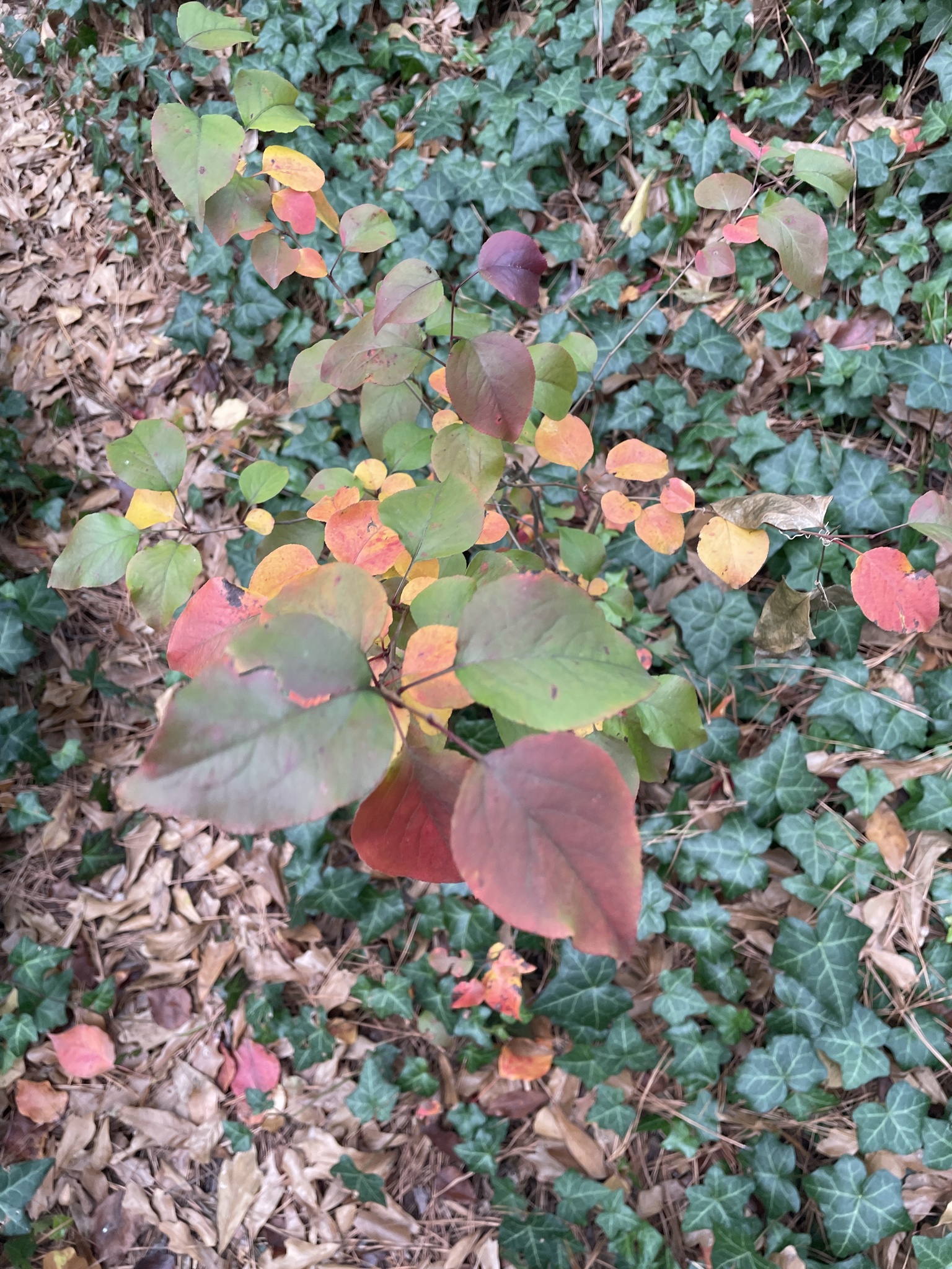 Imagem de Flor branquinha