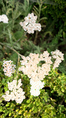 Achillea millefolium