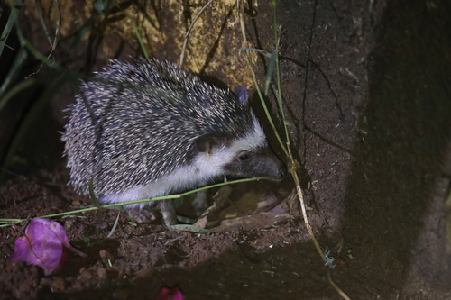 ヨツユビハリネズミ