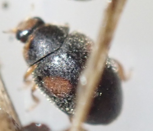 Scymnus schmidti