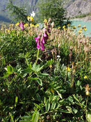 Hedysarum hedysaroides