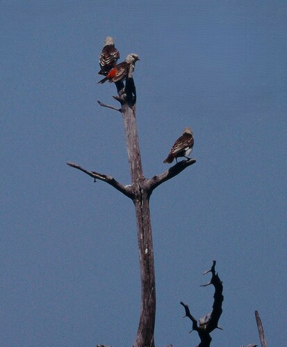 White-headed Buffalo-Weaver