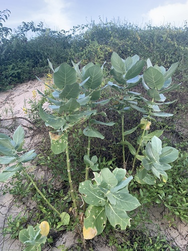 Foto de Flor-de-seda