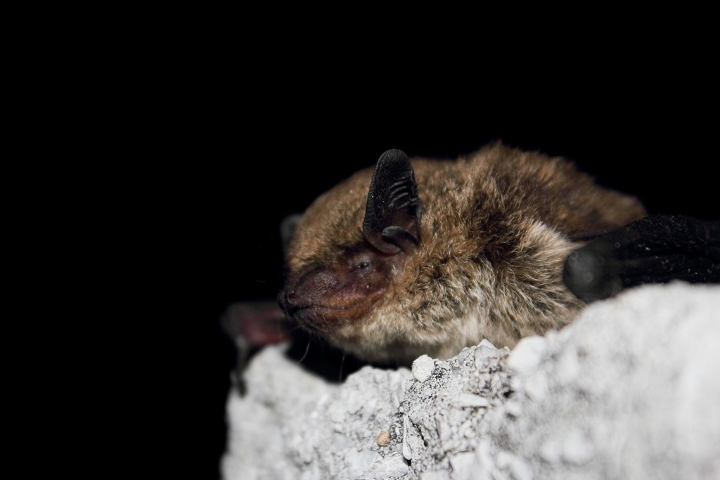 Big Brown Bat