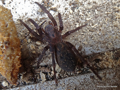 Uliodon albopunctatus