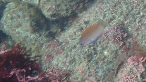 Bleeker's wrasse (Halichoeres bleekeri) — Labridae