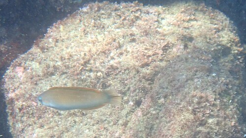 Bleeker's wrasse (Halichoeres bleekeri) — Labridae