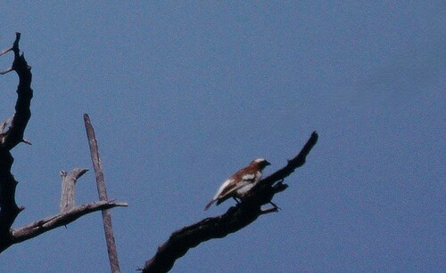 White-browed Sparrow-Weaver