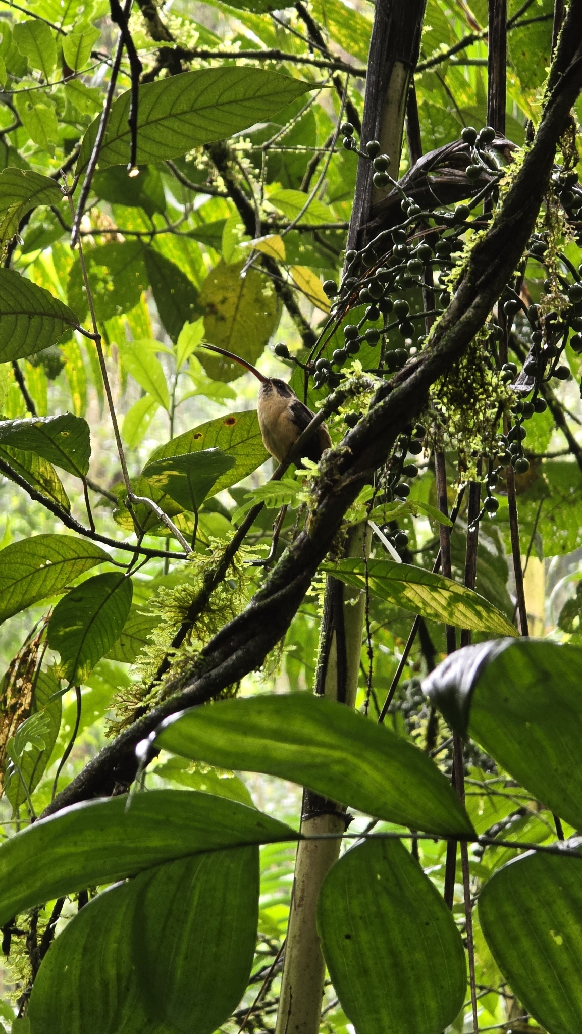 Tawny-bellied Hermit (Phaethornis syrmatophorus), photo 2