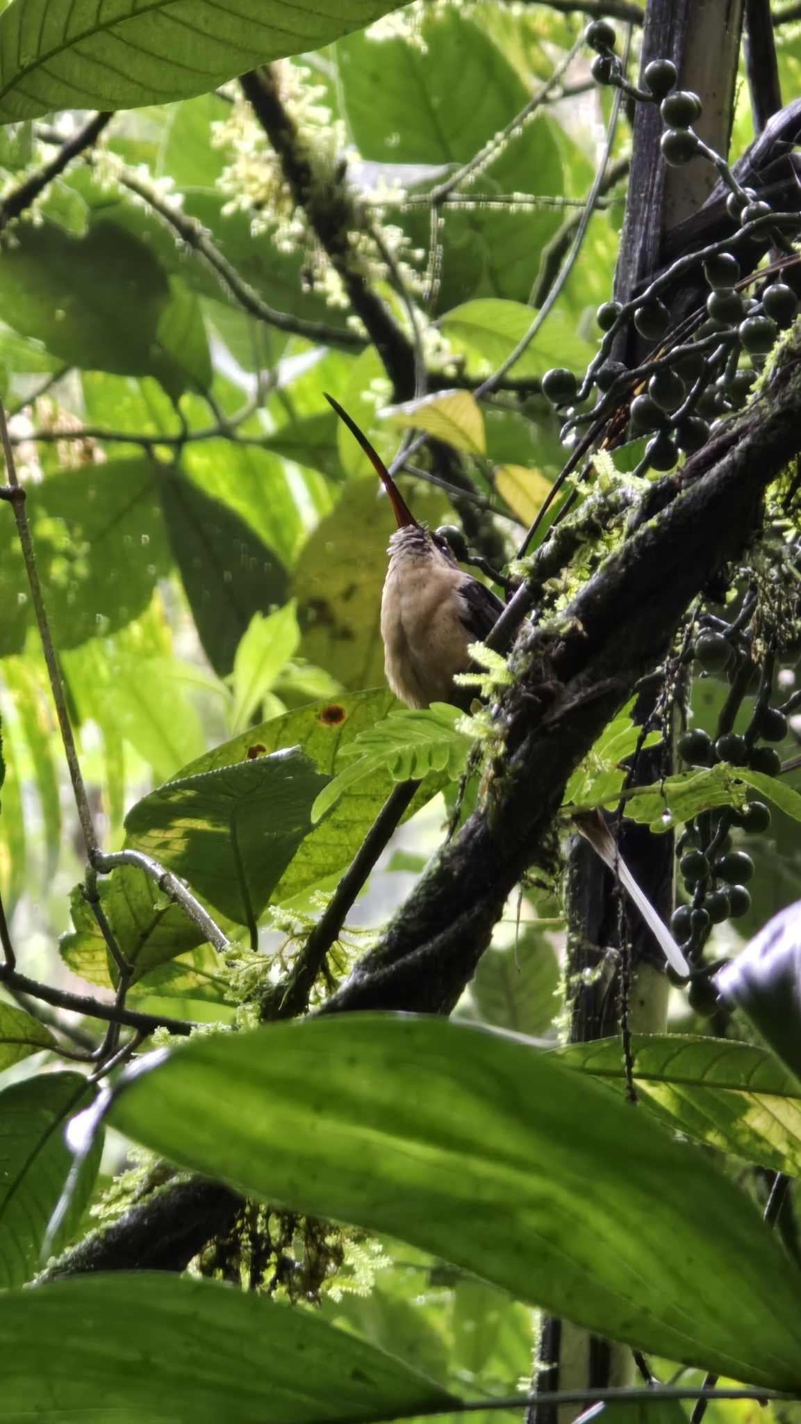 Tawny-bellied Hermit (Phaethornis syrmatophorus), photo 3