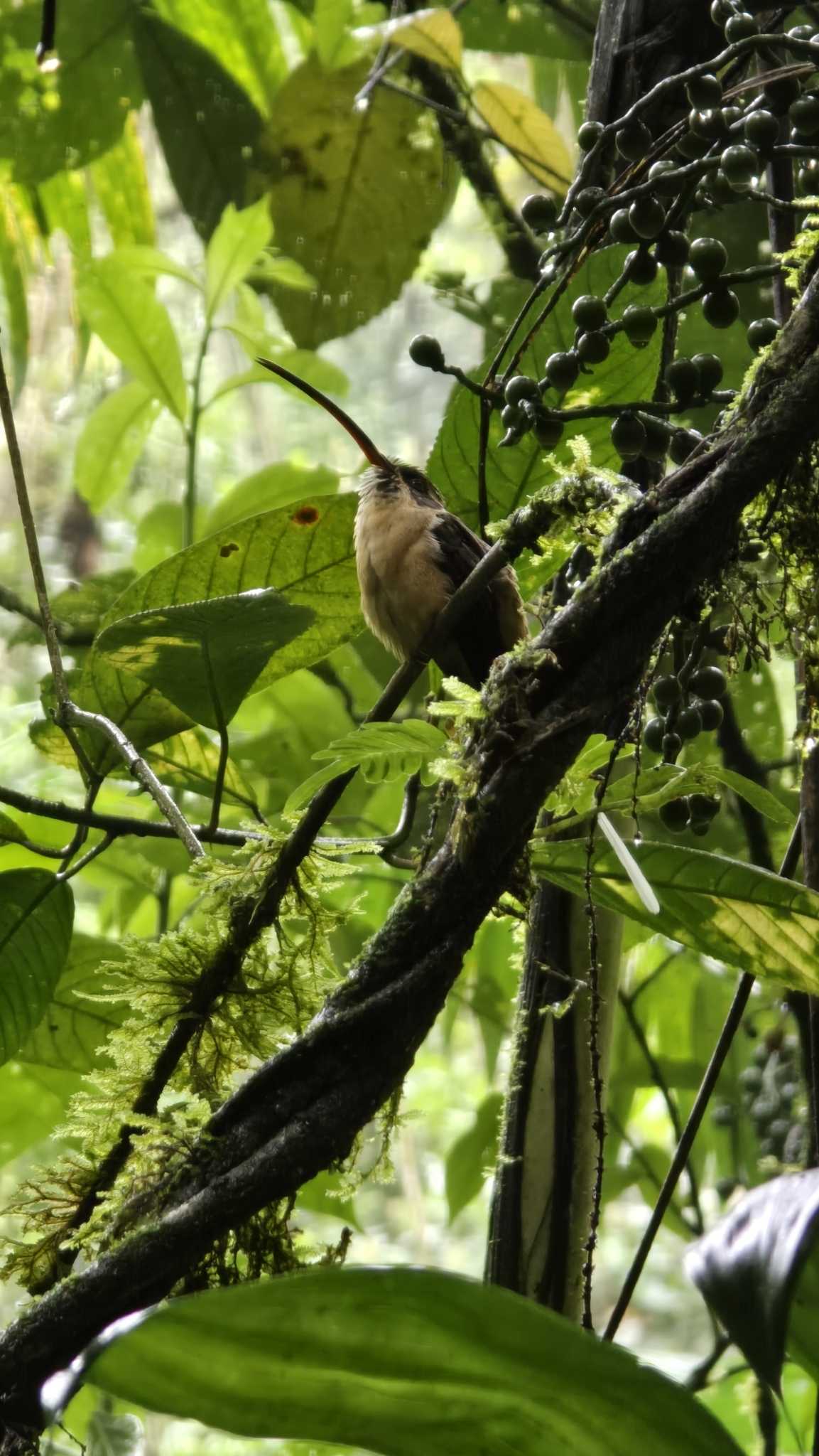 Tawny-bellied Hermit (Phaethornis syrmatophorus), photo 4
