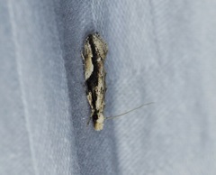 Erechthias atririvis