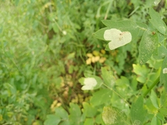 Phytomyza aquilegiae