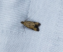 Meleonoma rostellata