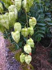 Koelreuteria paniculata