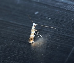 Gibbovalva singularis