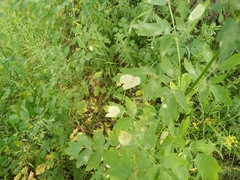 Phytomyza aquilegiae