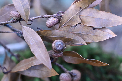 Quercus salicifolia