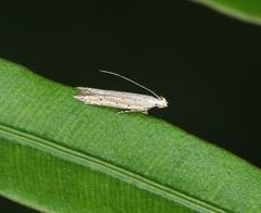 Parametriotinae