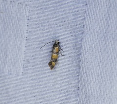 Promalactis lobatifera