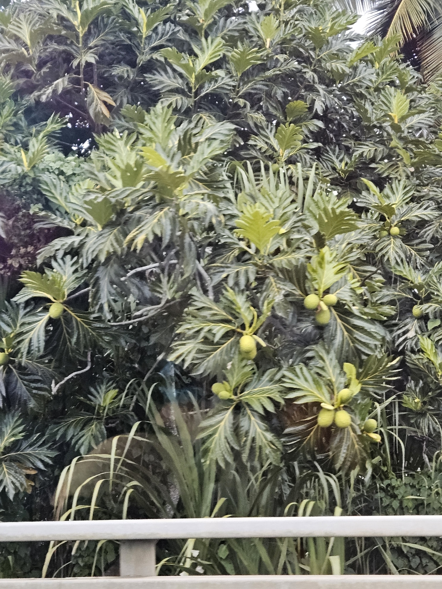 Imagem de Fruta-pão