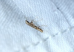 Stomphastis polygoni