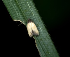 Tyrolimnas anthraconesa