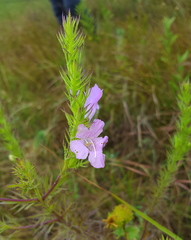 Agalinis densiflora