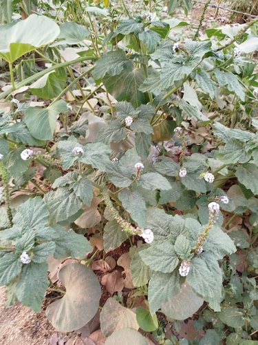 Heliotropium elongatum, photograph 6