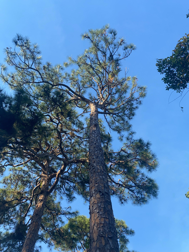 Foto de Pinheiro-do-paraná