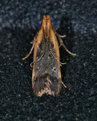 Dichomeris costarufoella