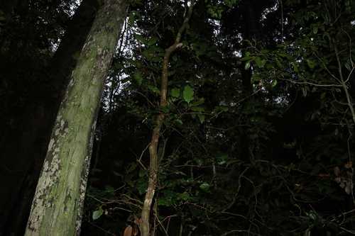 Image of Mischocarpus pyriformis by (c) Greg Tasney, some rights reserved (CC BY-SA)
