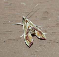 Agathodes monstralis