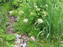 Angelica gmelinii