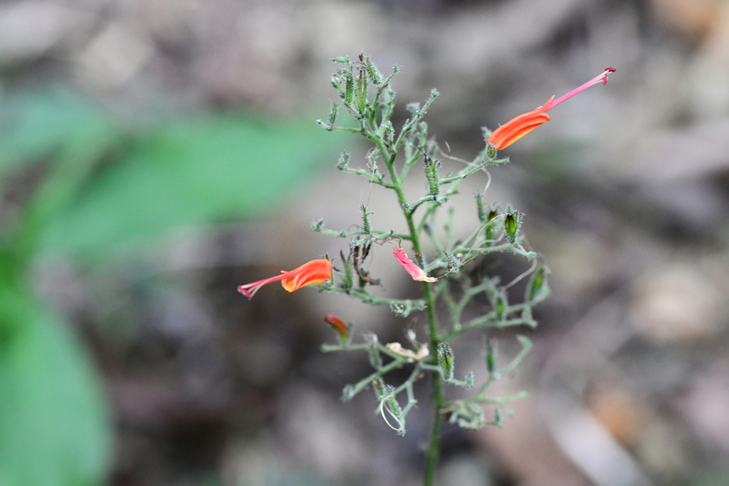 Stenostephanus chiapensis