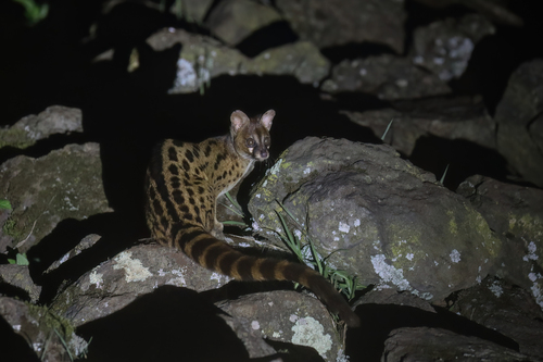 Panther Genet