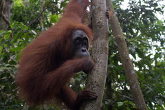 Pongo abelii