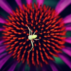 Misumessus oblongus