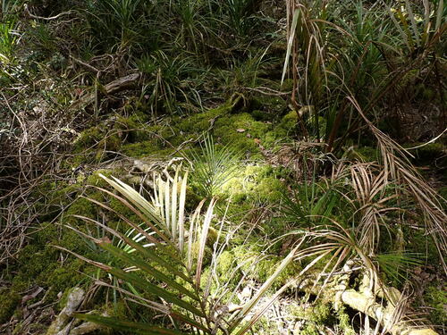 Hypnodendron marginatum observed 2024-12-23