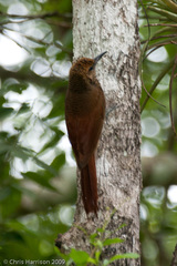 Dendrocolaptes sanctithomae