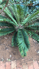 Encephalartos