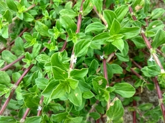 Spermacoce articularis