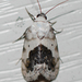 Ponometia erastrioides - Photo (c) Larry Clarfeld, algunos derechos reservados (CC BY-NC), subido por Larry Clarfeld