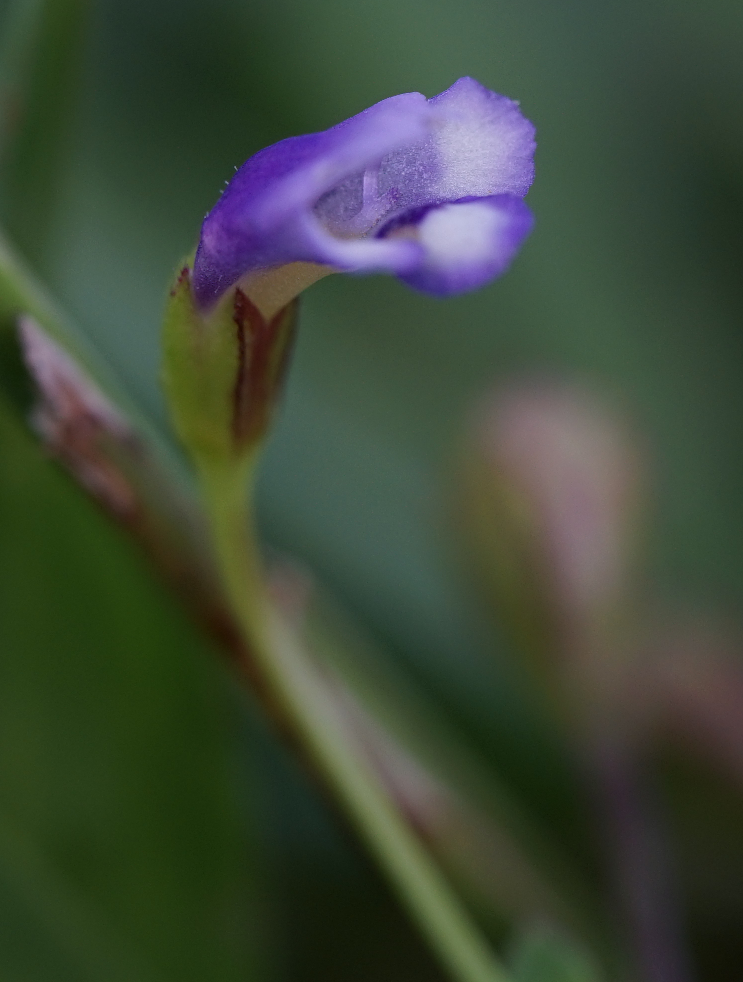 Imagem de Torenia