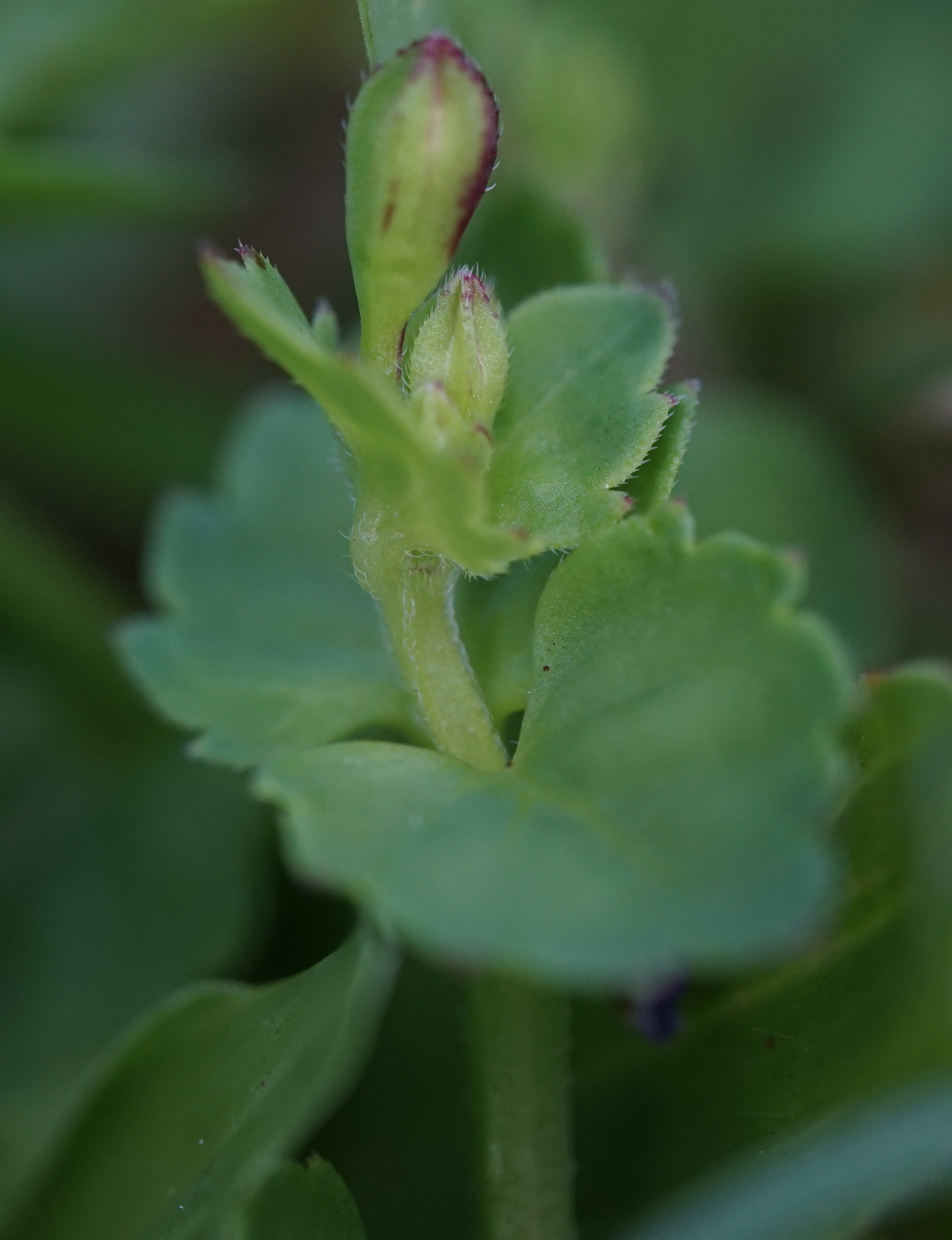 Imagem de Torenia