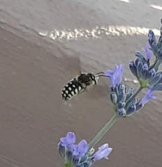 Anthidium loti