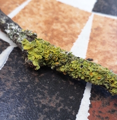 Xanthoria parietina