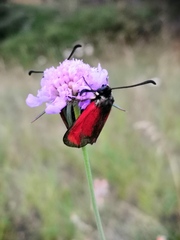 Zygaena erythrus
