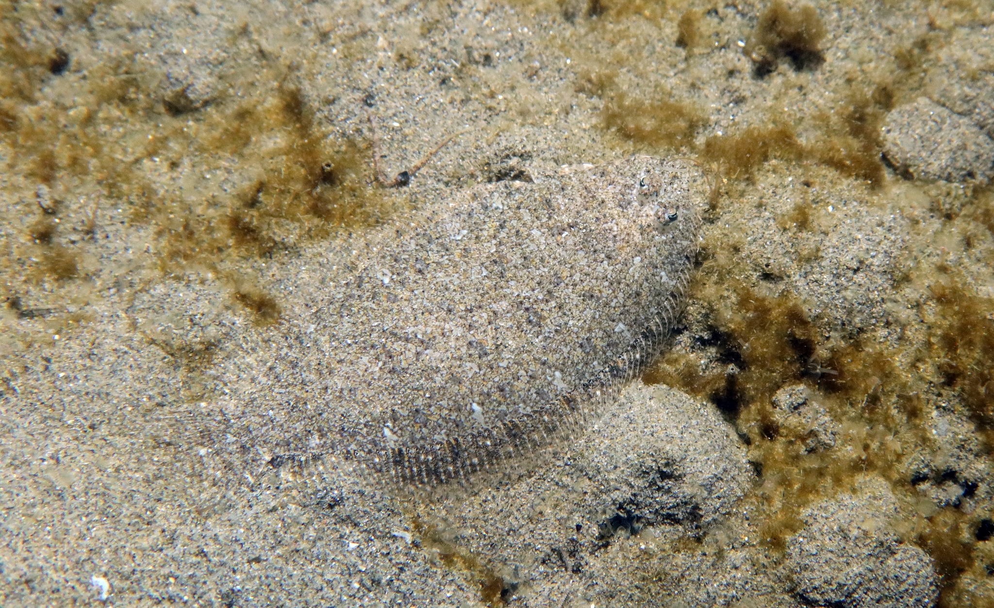 Grohmann's Scald-Fish photo 6