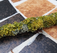 Xanthoria parietina